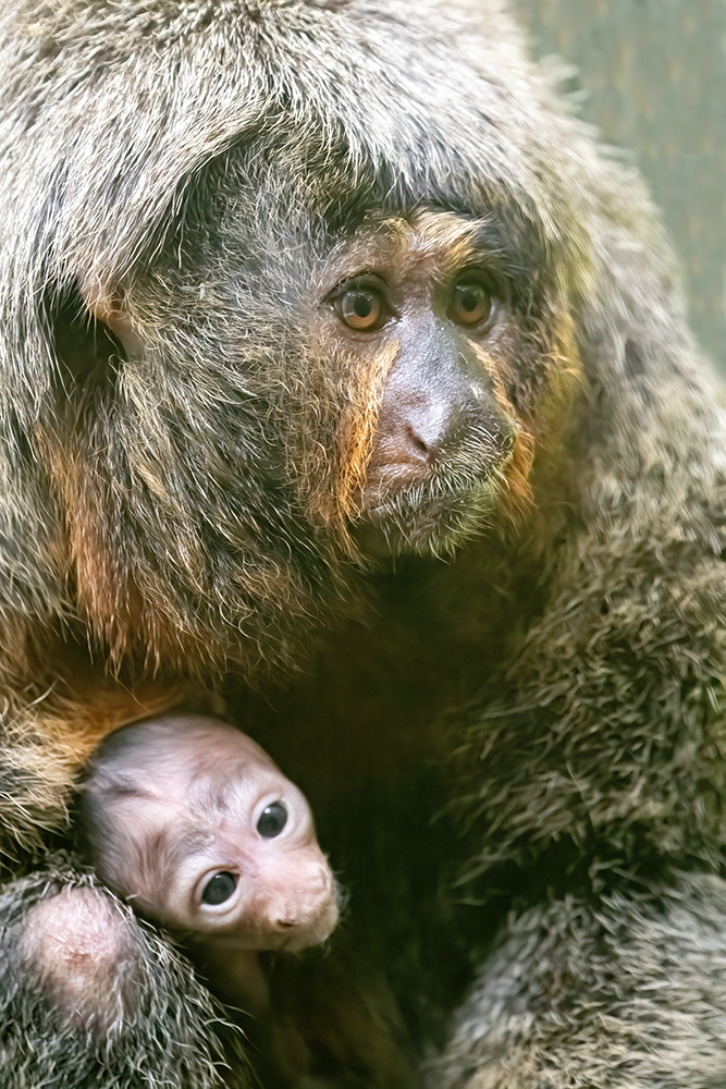 Saki monkey born at Zoo Miami – WSVN 7News | Miami News, Weather, Sports