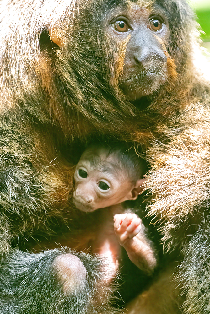 Saki monkey born at Zoo Miami - WSVN 7News | Miami News, Weather ...