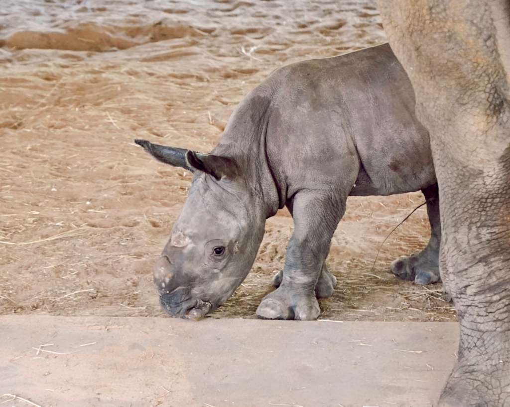 ZooTampa celebrates birth of Southern white rhino calf - WSVN 7News
