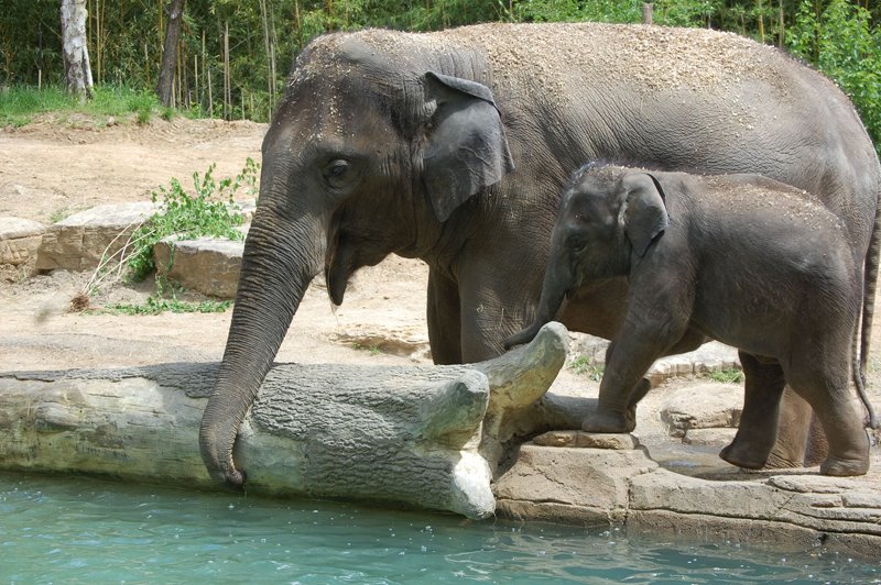 Elephant dies at St. Louis Zoo shortly after her herd became agitated