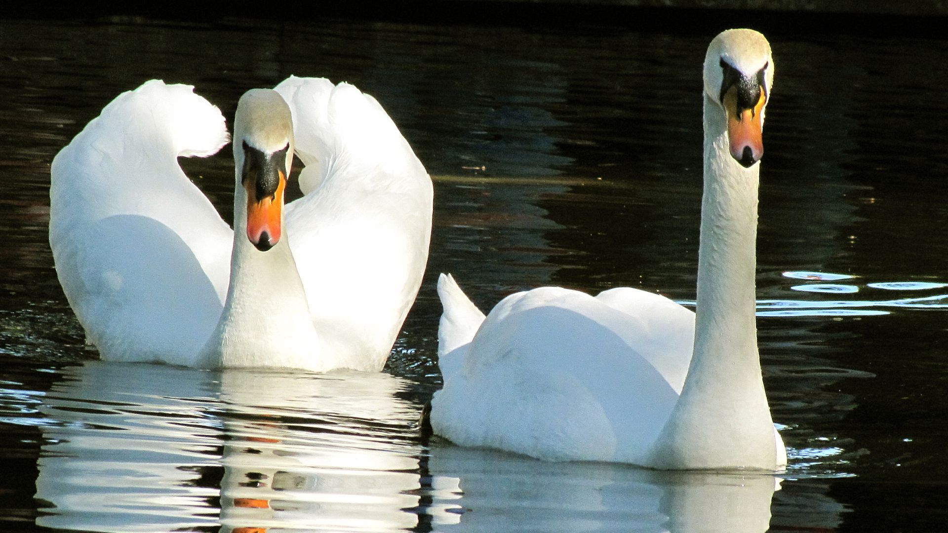 Swans in Florida that date to Queen Elizabeth II gift are rounded up for their annual physicals