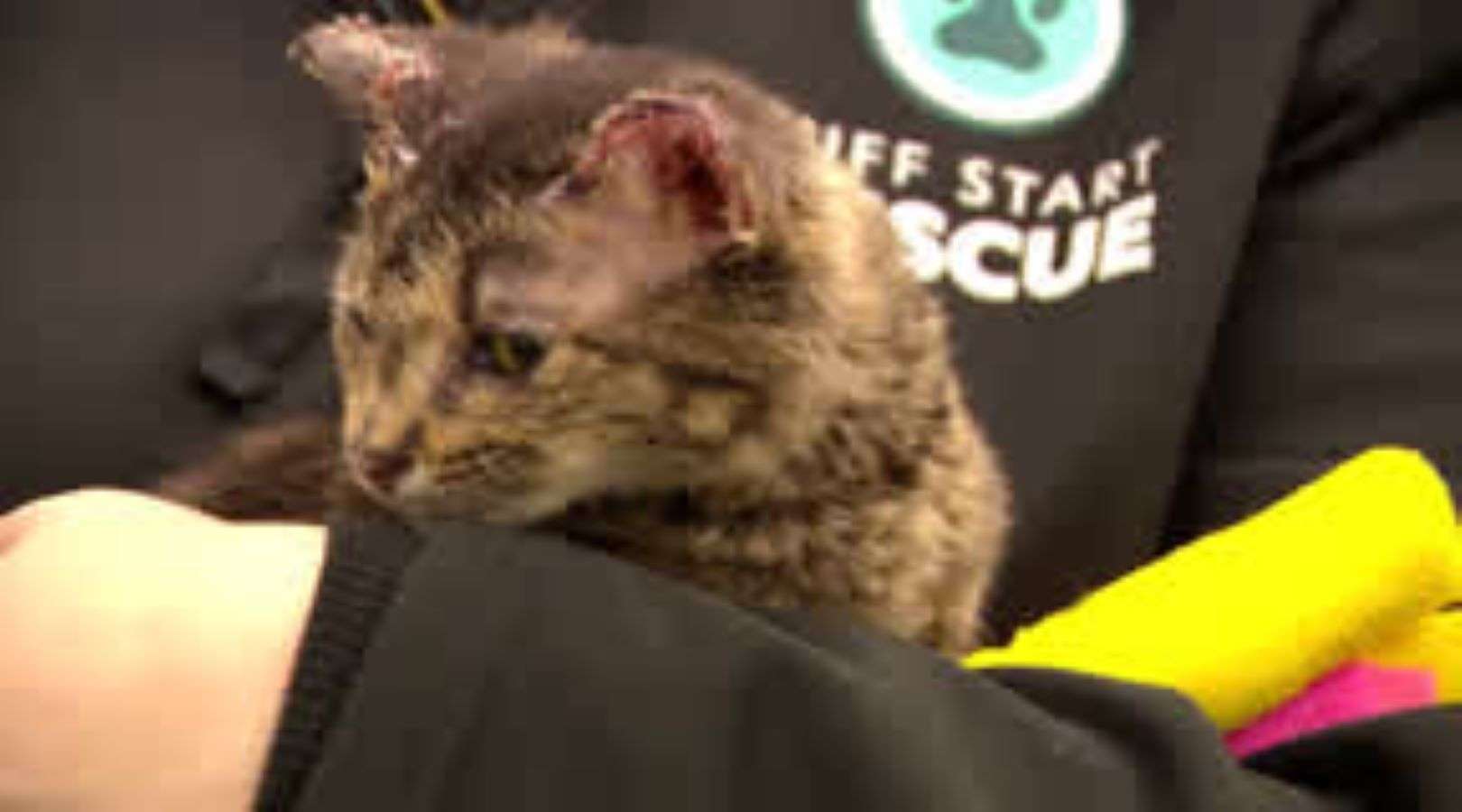 Burned kitten found alive in woods eight days after home explosion ...