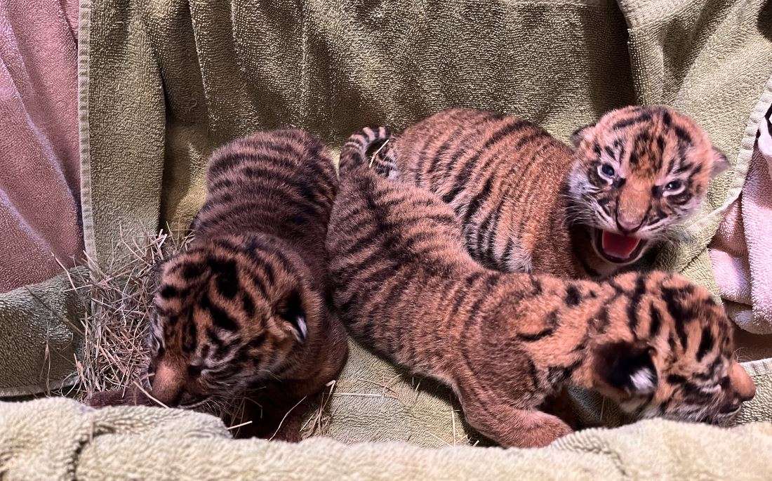 3 Sumatran tiger cubs have been born at a zoo in Nashville - WSVN 7News | Miami News, Weather, Sports - Vimarsana News
