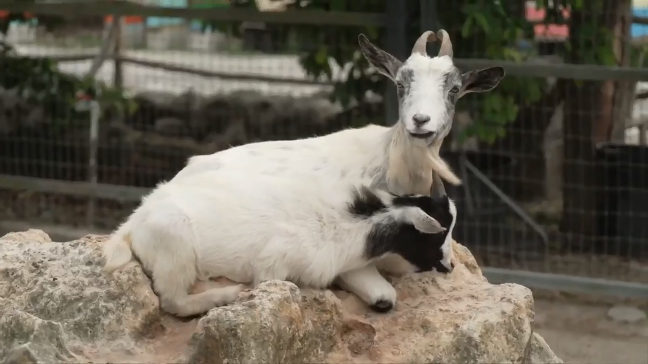 Experience South-Dade's cultural farming communities as Miami-Dade County celebrates Farmers Month - WSVN 7News | Miami News, Weather, Sports - Vimarsana News