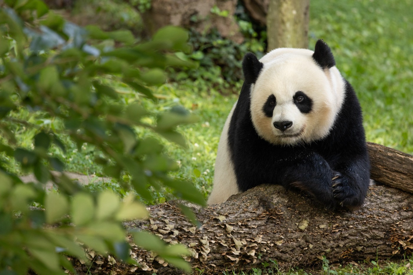 National Zoo's giant pandas fly home amid uncertainty about future