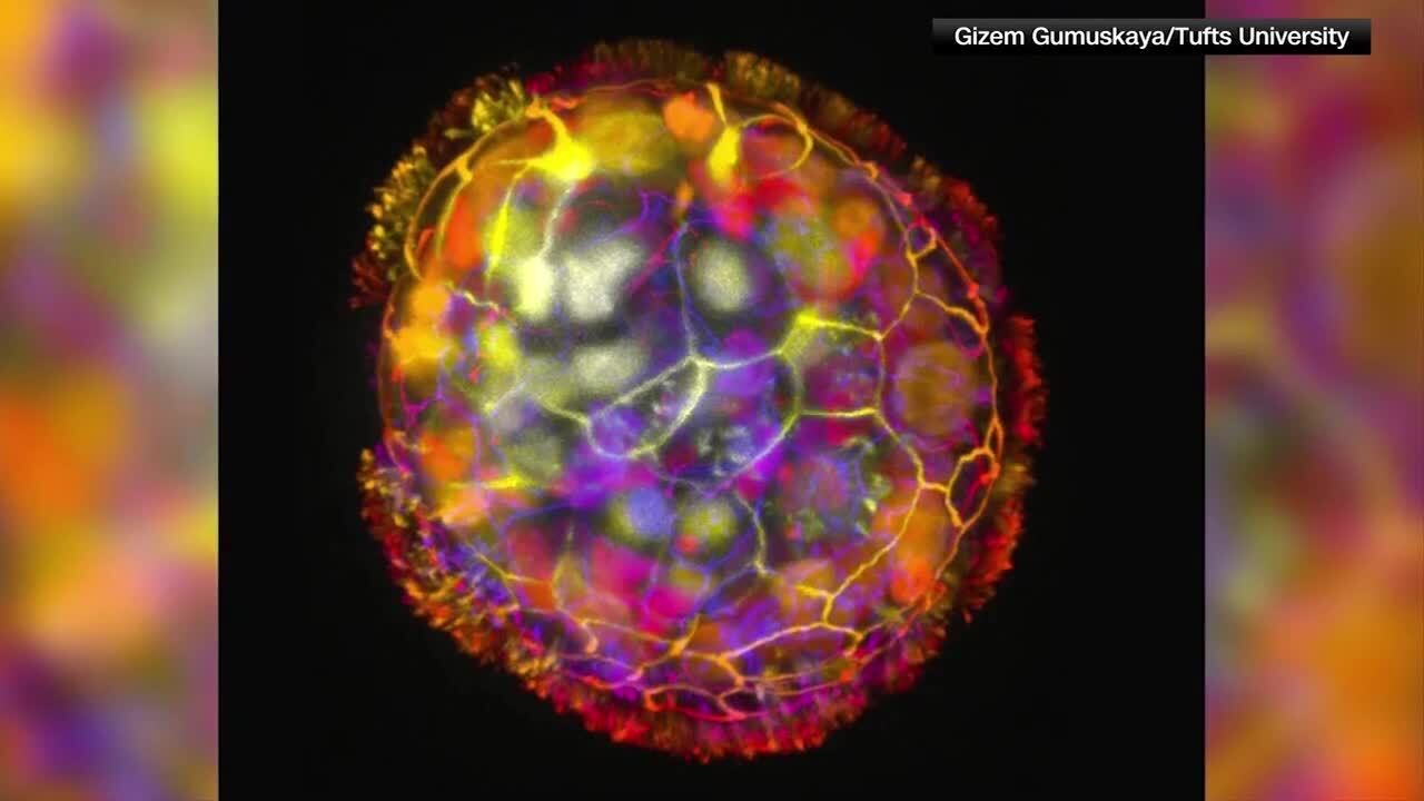 Tiny living robots made from human cells surprise scientists - WSVN ...