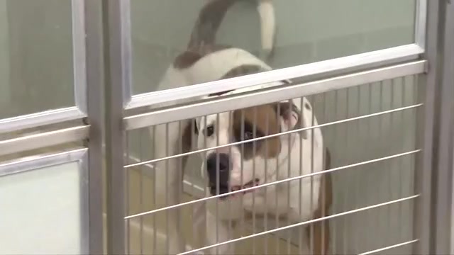 Miami-Dade Animal Services shelter over capacity, stops accepting pet surrenders or strays until further notice – WSVN 7News | Miami News, Weather, Sports