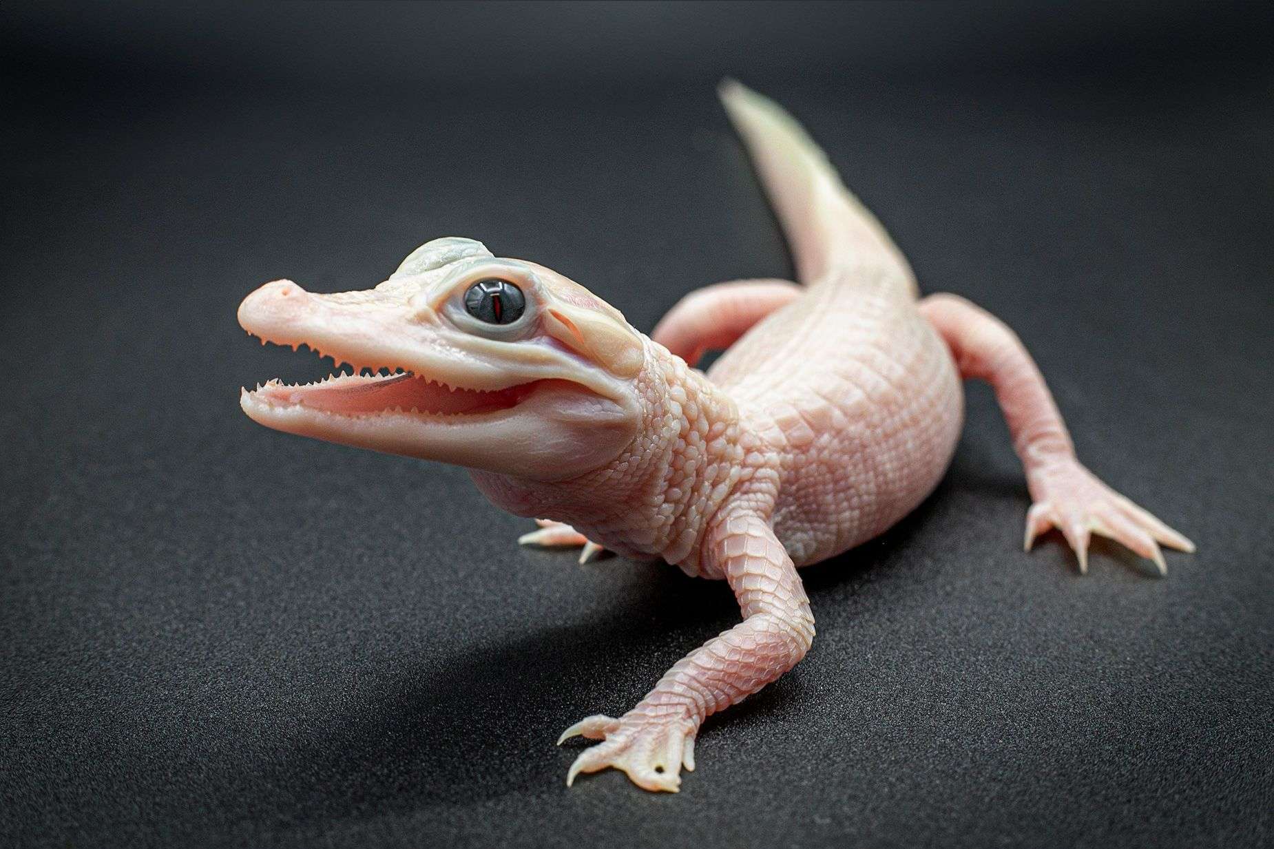 Extremely rare white leucistic gator born at Orlando park - WSVN 7News | Miami News, Weather, Sports - Vimarsana News