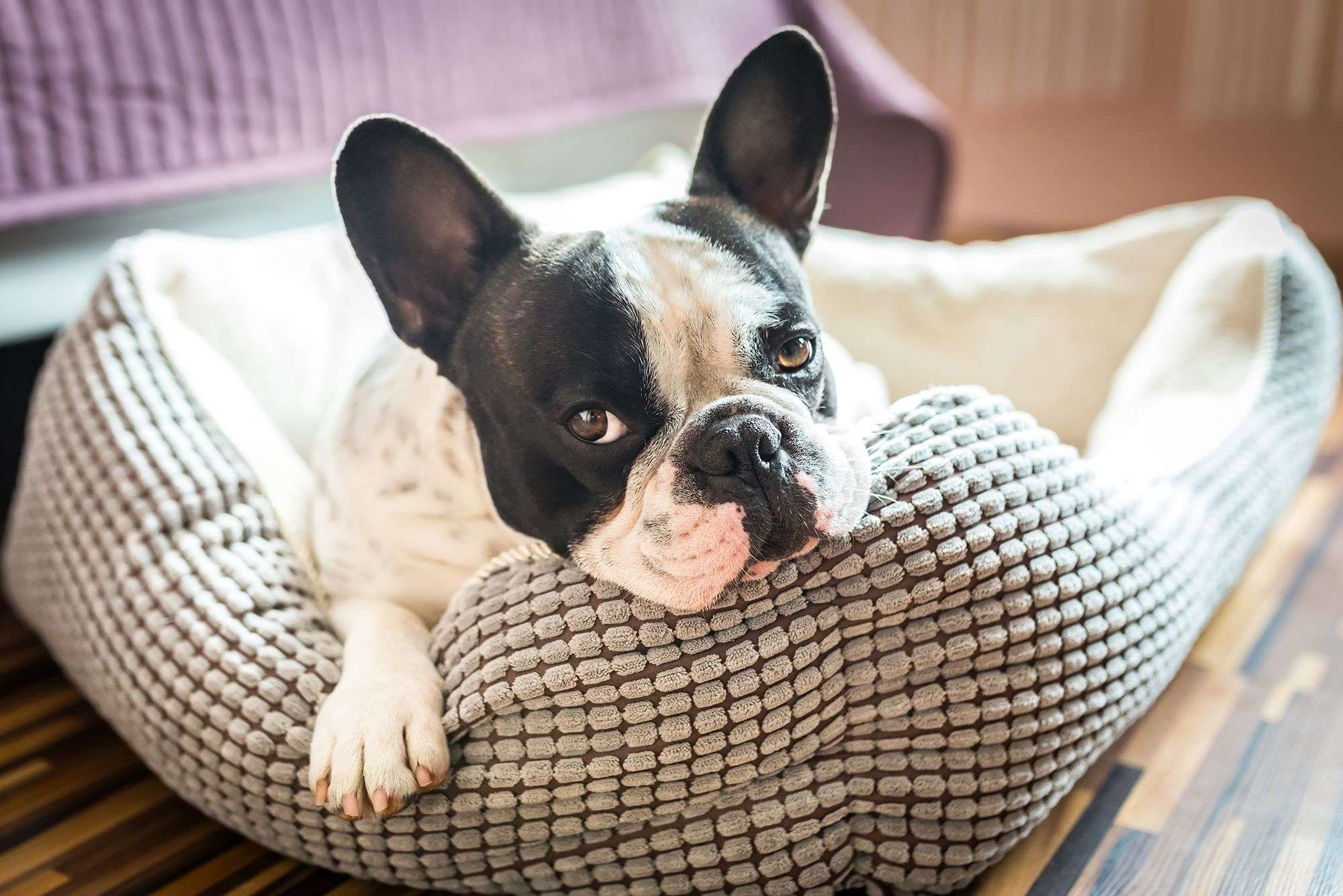 French bulldogs' cute face shape is stopping them getting a good night's sleep, study shows - WSVN 7News | Miami News, Weather, Sports - Vimarsana News