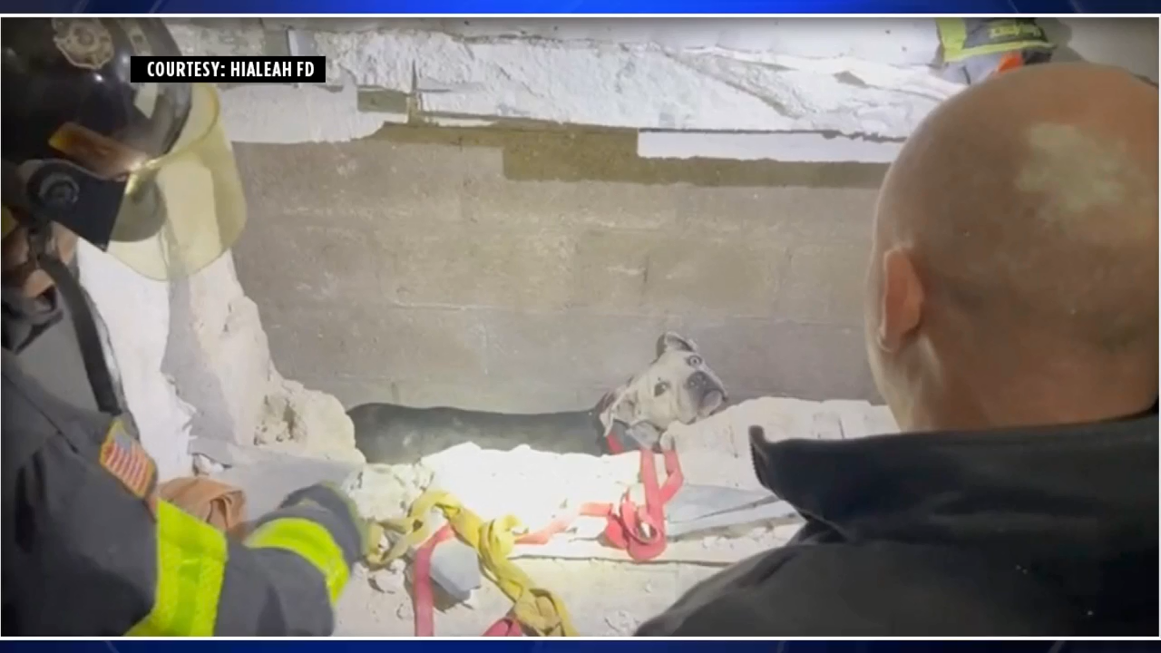 Firefighters save dog trapped between walls of warehouse in Hialeah ...