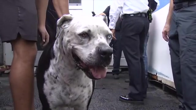 Firefighters reunite with dog they found wedged between warehouse walls in Hialeah – WSVN 7News | Miami News, Weather, Sports