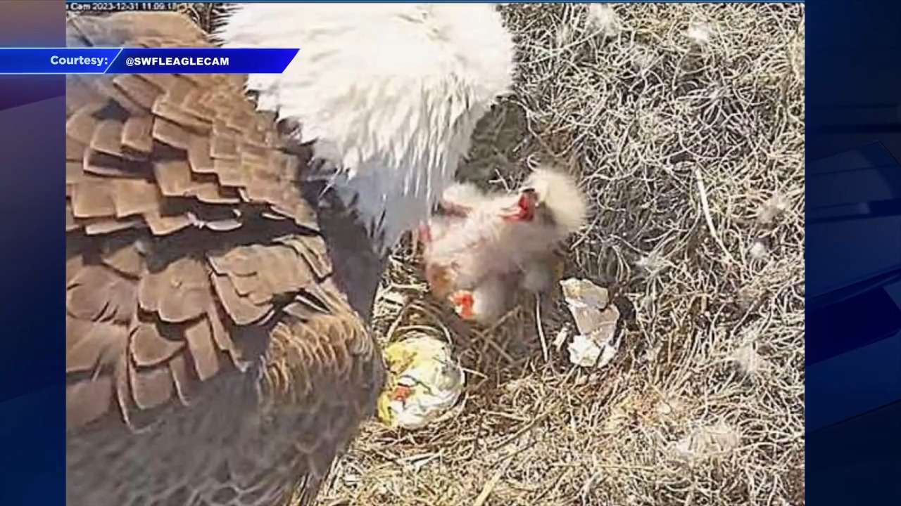 New eaglet hatches at Southwest Florida eagle nest - WSVN 7News | Miami News, Weather, Sports - Vimarsana News