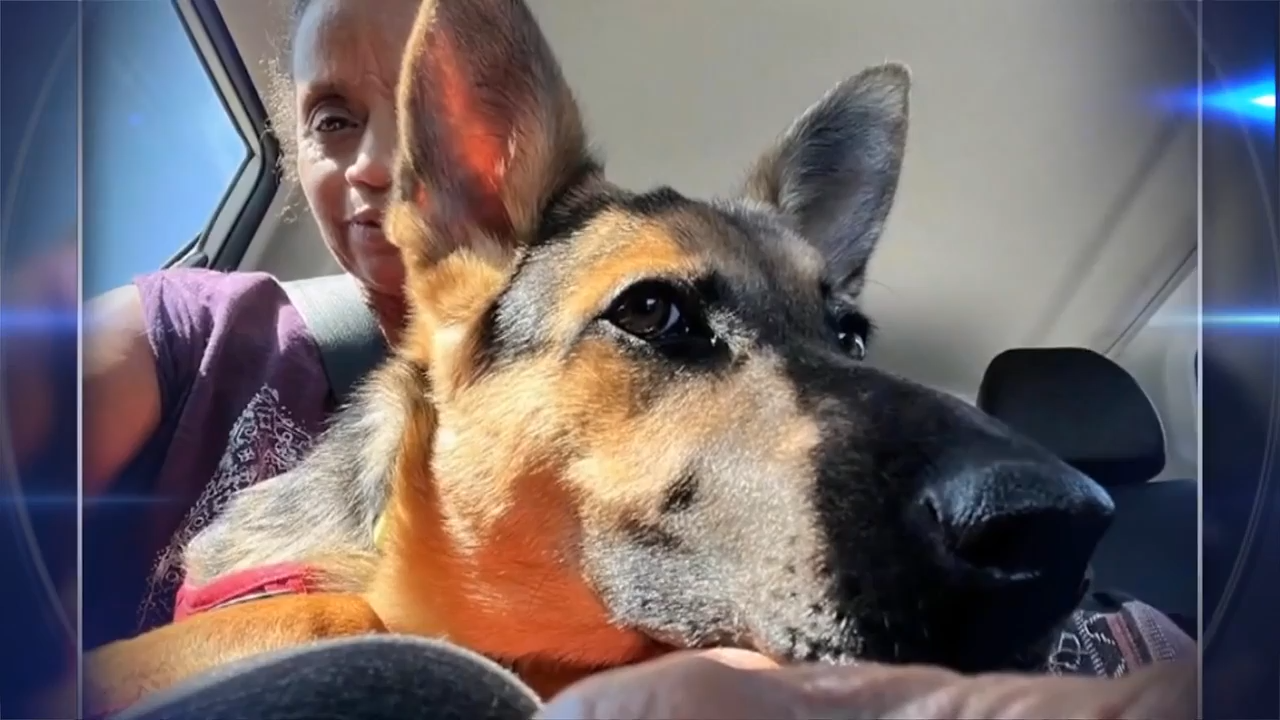 Women searches for missing service pet following accident in NWMD – WSVN 7News | Miami News, Weather, Sports