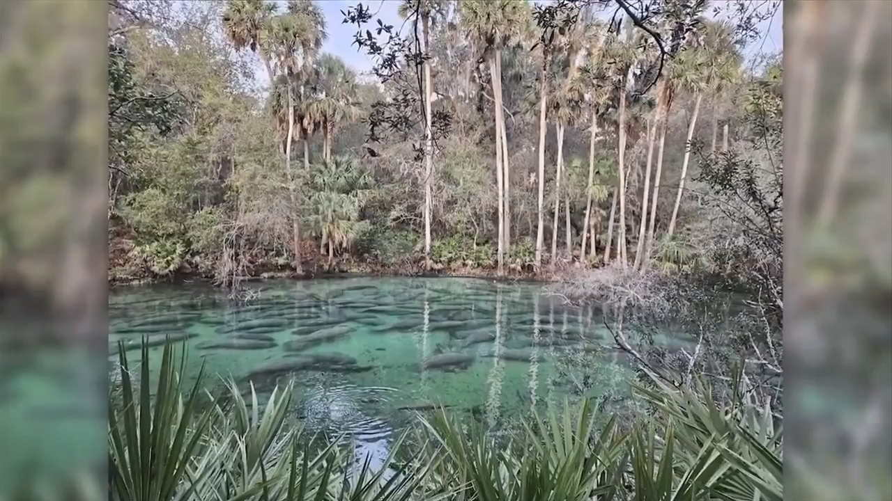 Blue Spring State Park counts 932 manatees in spring, breaking previous