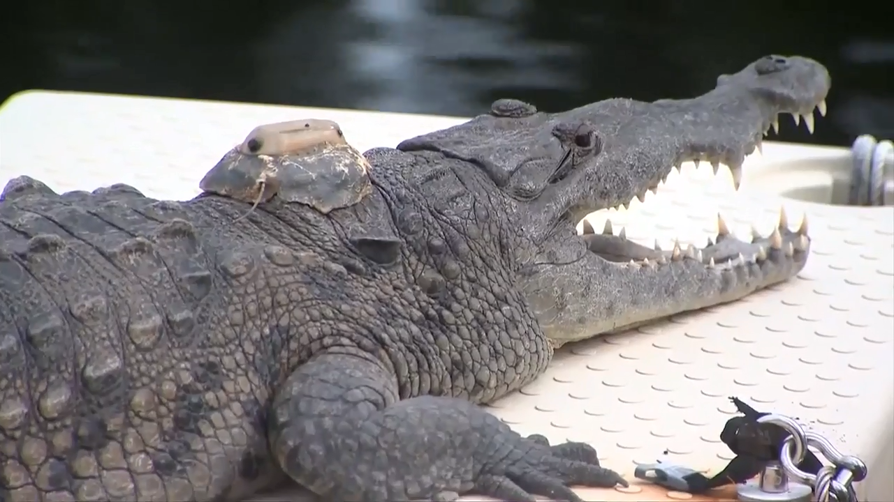 Woman spots crocodile sunbathing at condo complex in Fort Lauderdale