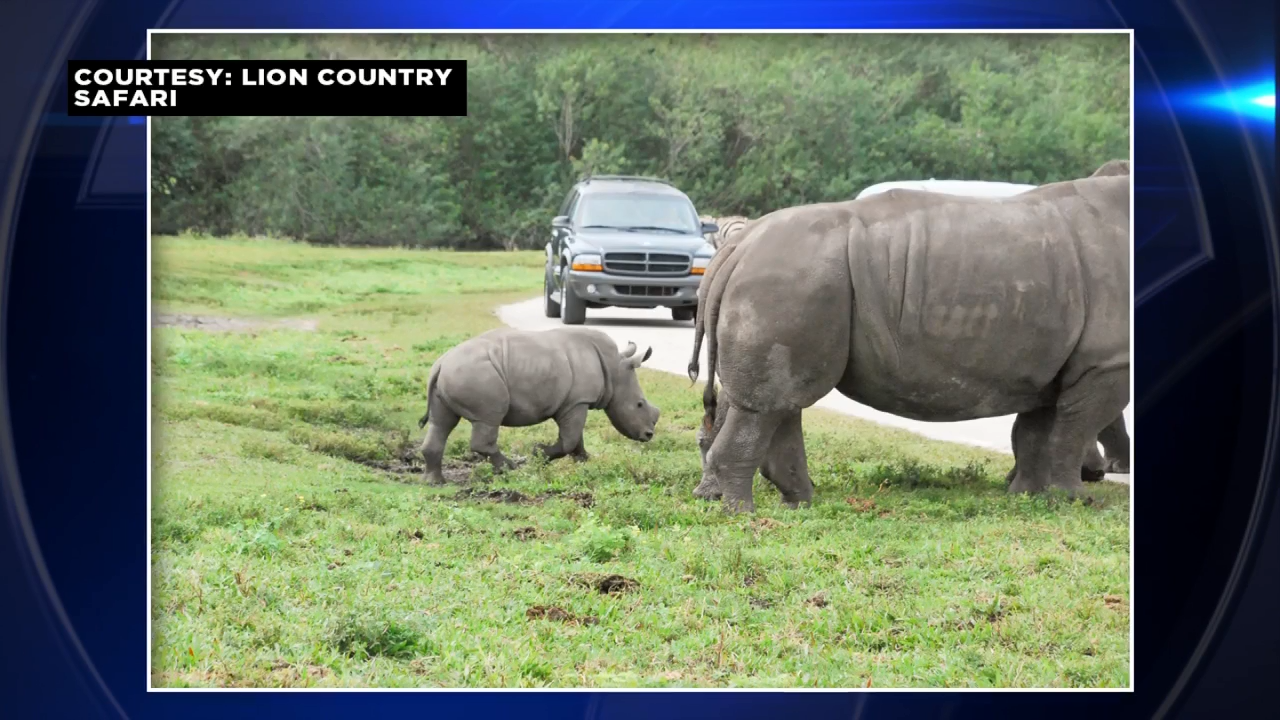 Baby rhinos Alissa and Tabitha join rest of herd at Lion Country Safari ...