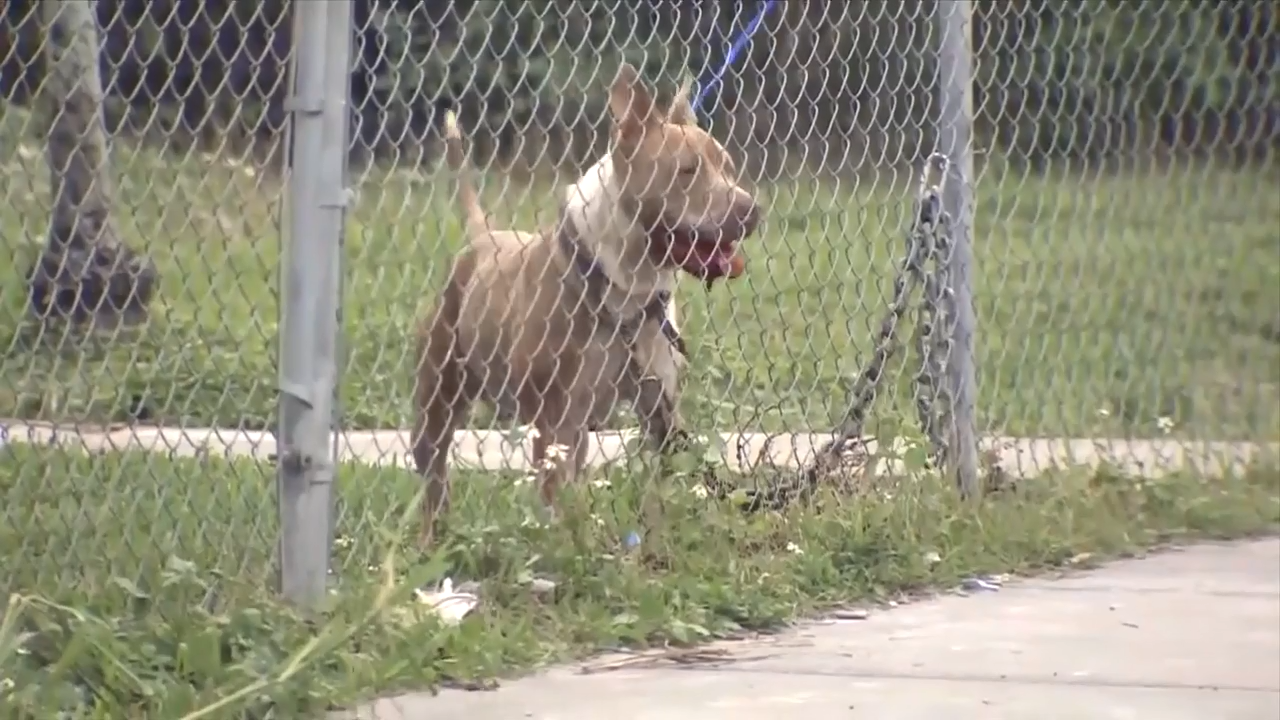 2 unleashed dogs attack man in wheelchair in Florida City neighborhood WSVN 7News Miami News