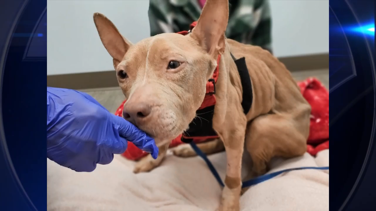 2-year-old dog rescued after being abandoned, tied up to fence by ...
