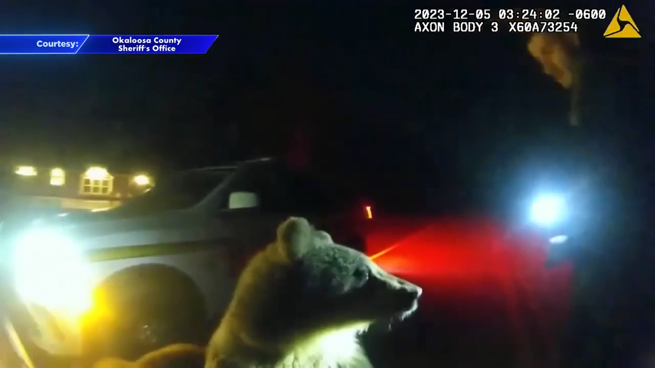 Alaskan Kodiak bear cubs found roaming Florida Panhandle WSVN 7News