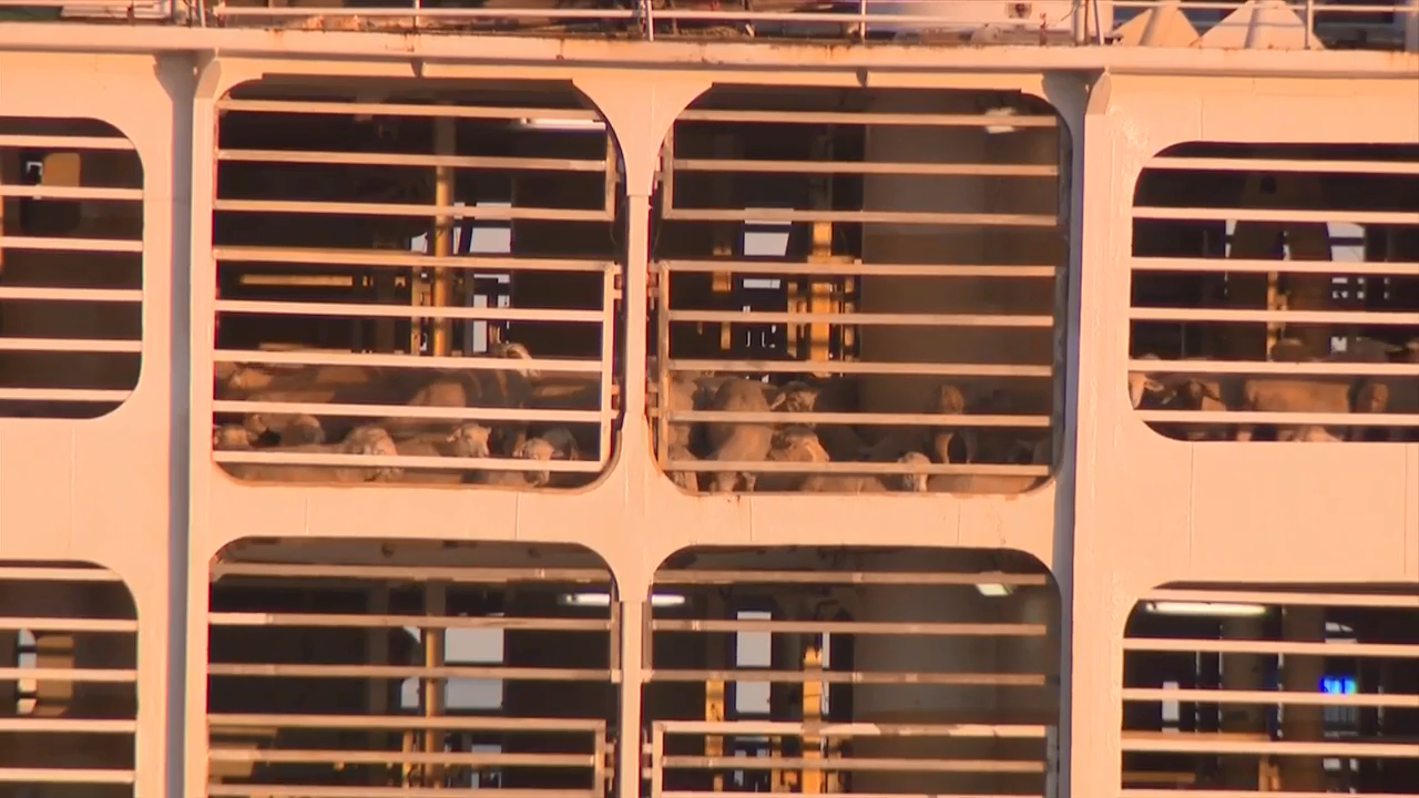 Thousands of sheep and cattle stranded at sea after Red Sea crisis turn