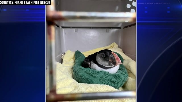 Miami Beach lifeguard rescues injured Atlantic puffin – WSVN 7News | Miami News, Weather, Sports