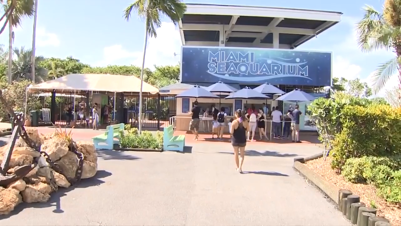 Miami Seaquarium loses accreditation, violating lease – WSVN 7News | Miami News, Weather, Sports