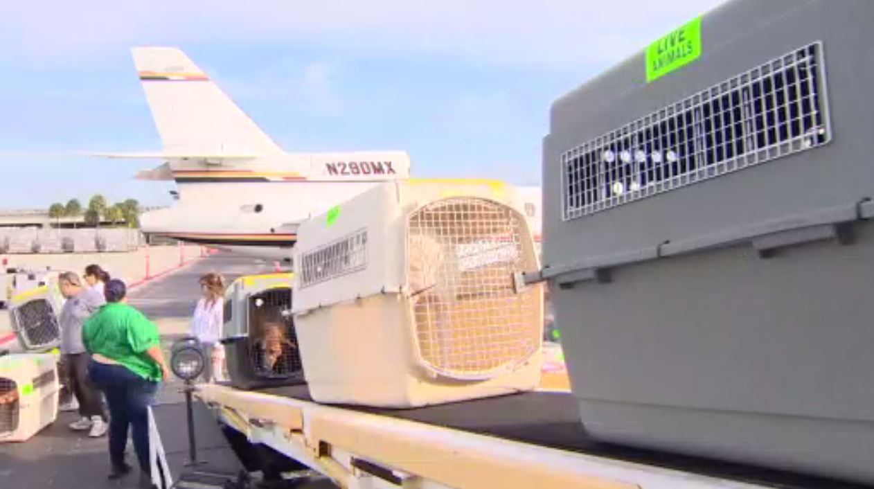 30 local shelter dogs flown from FLL to northeastern states in search of ‘fur-ever’ homes – WSVN 7News | Miami News, Weather, Sports