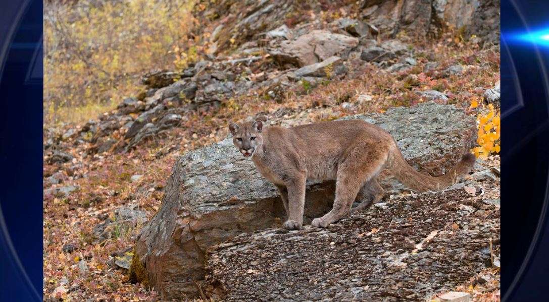 Cougar attacks mountain bikers on Washington trail - WSVN 7News | Miami News, Weather, Sports - Vimarsana News