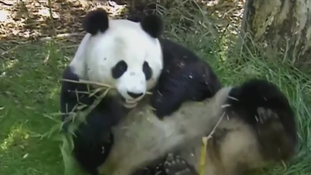Two giant pandas are moving to a California zoo in a rare loan from