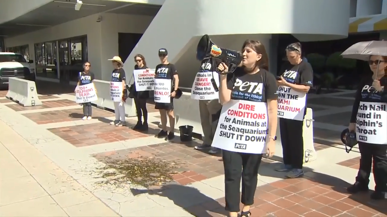 Protesters gather outside Miami-Dade Mayor Daniella Levine Cava’s office to demand end lease at Miami Seaquarium – WSVN 7News | Miami News, Weather, Sports