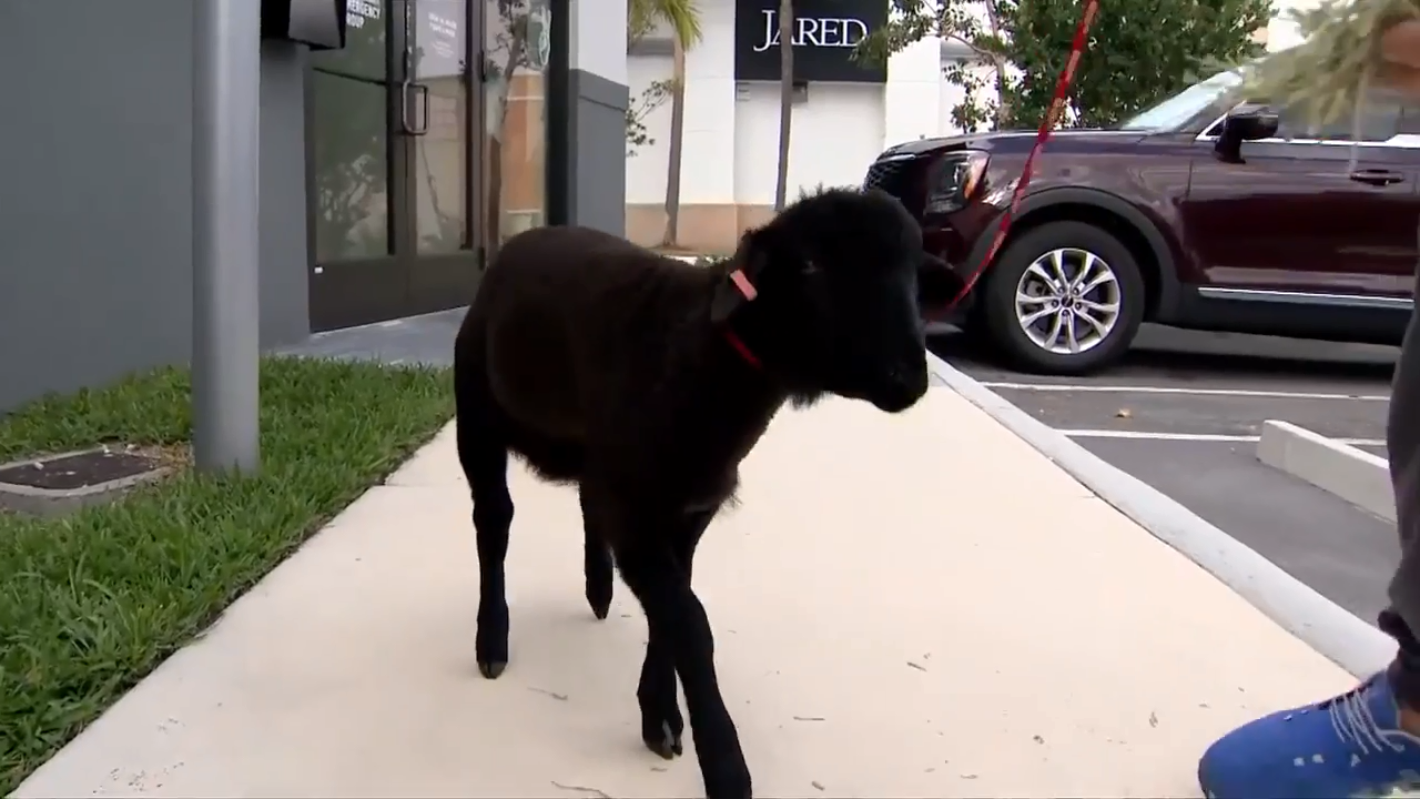 South Florida woman rescues lost lamb in Aventura; search is underway for its owner - WSVN 7News | Miami News, Weather, Sports - Vimarsana News
