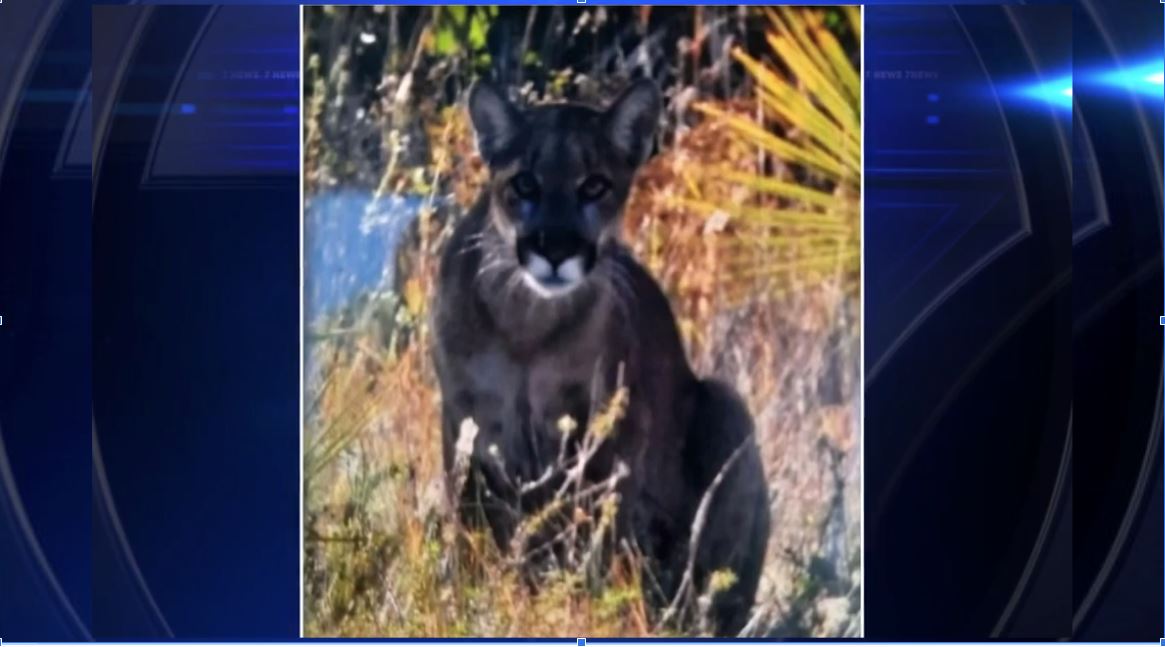 FWC investigating reports of Florida panther in SW Miami-Dade neighborhood – WSVN 7News | Miami News, Weather, Sports