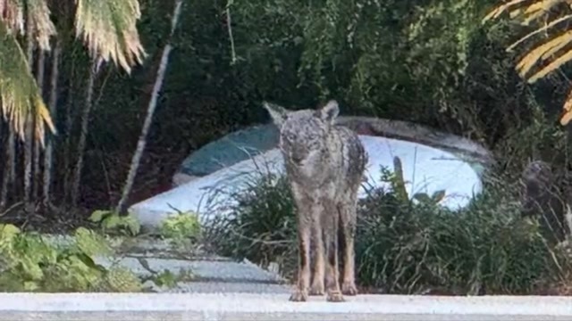 Wilton Manors residents spot coyote roaming through neighborhood