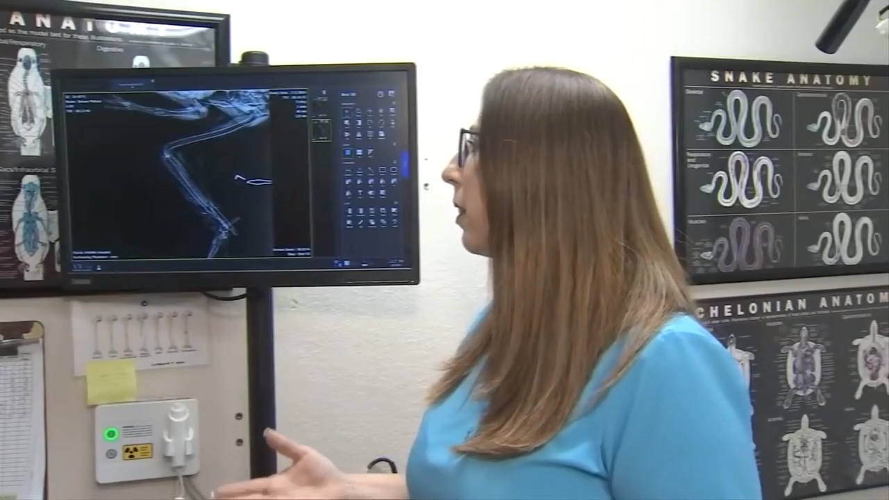 Wildlife officials investigating after dozens of brown pelican deaths