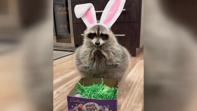 Miami raccoon battles for the bunny ears in Cadbury’s Easter contest ...