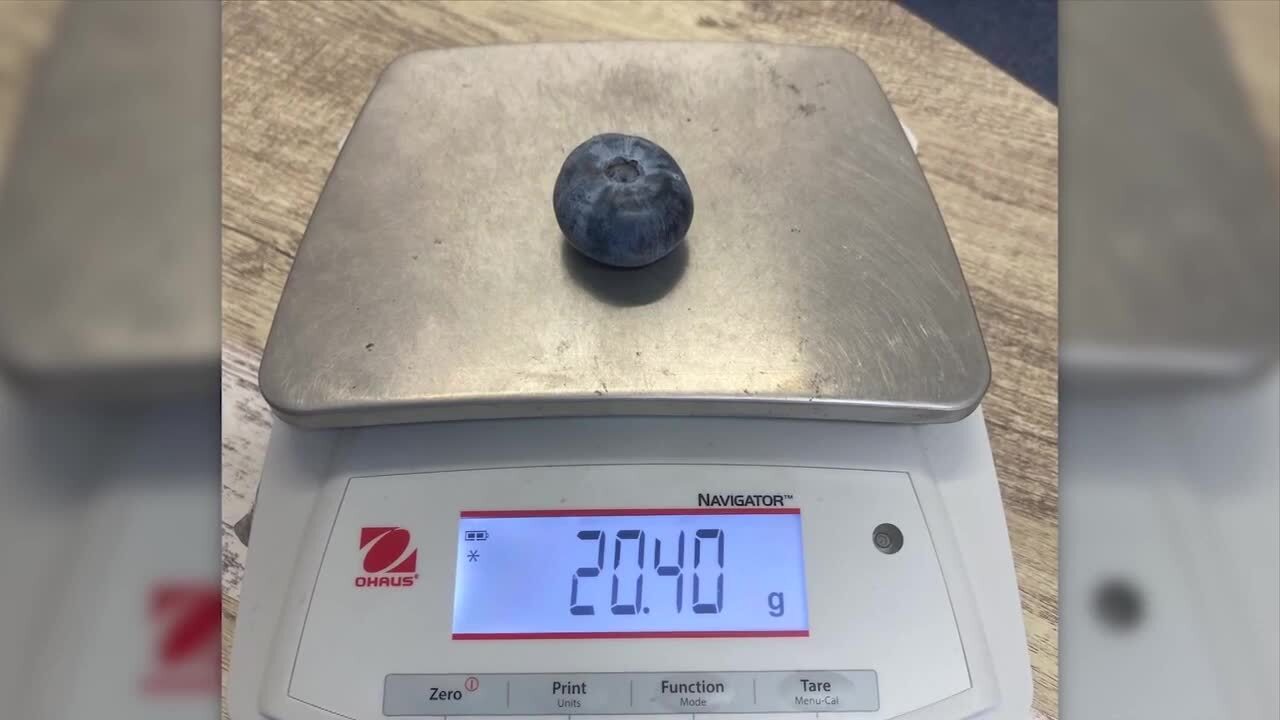 ଗିନିଜ ୱାର୍ଲ୍ଡ ରେକର୍ଡ-ସବୁଠାରୁ ବଡ଼ ବ୍ଲୁବେର