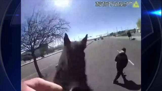 Shoplifter chased by police on horses in New Mexico, video shows - WSVN ...
