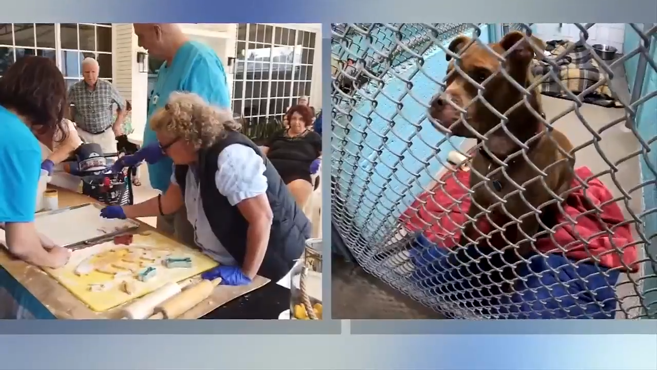Group of seniors at South Florida retirement community team up to create dog treats for local animal rescue - WSVN 7News | Miami News, Weather, Sports - Vimarsana News
