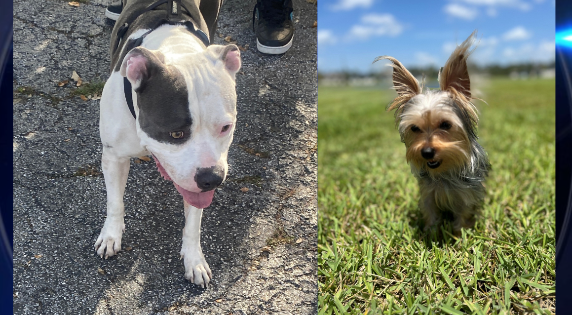 ‘I could’ve been dead’: Miami woman attacked by pit bull while ...