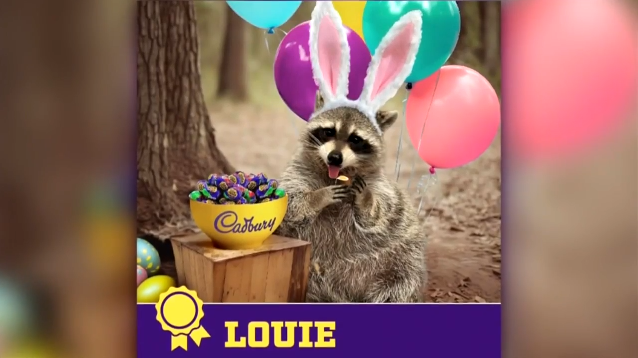 Miami’s Louie the Raccoon and social media influencer named 2024