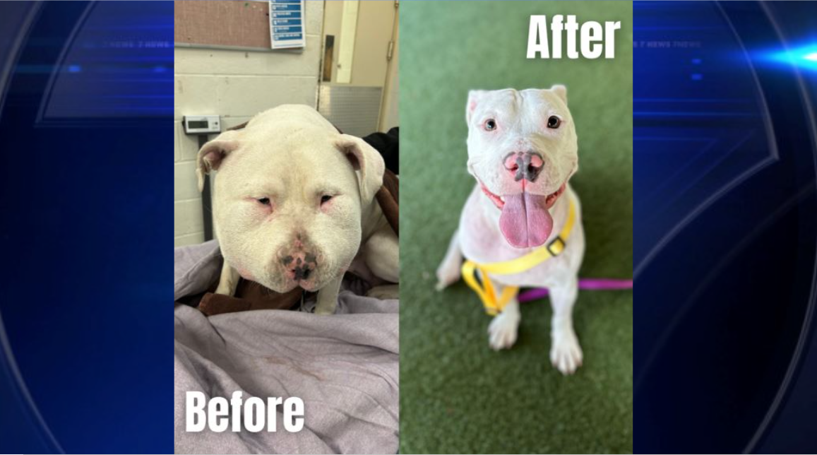 Dog recovering after shoe laces were tied to her neck, looking for ...