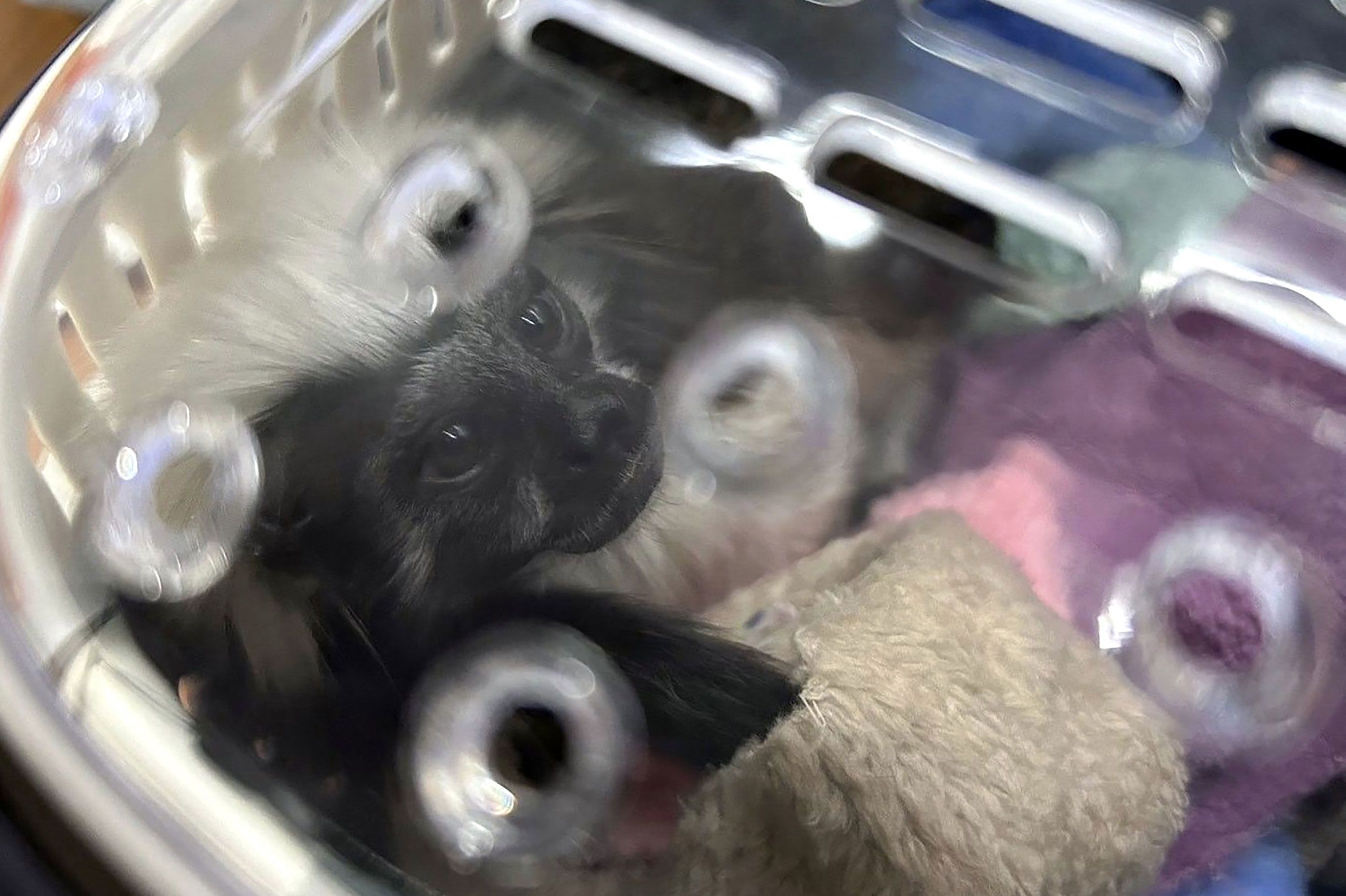 Red panda found alongside 86 other animals in luggage at Thai airport ...