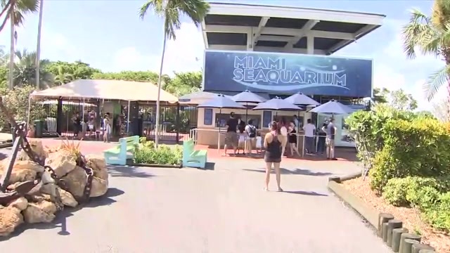 In letter to Miami-Dade COO, Miami Seaquarium officials outline steps being taken following eviction notice
