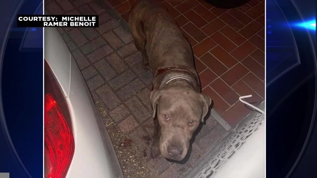 New leash on life: Dog found with massive gash recovering at Pembroke Pines animal hospital – WSVN 7News | Miami News, Weather, Sports | Fort Lauderdale