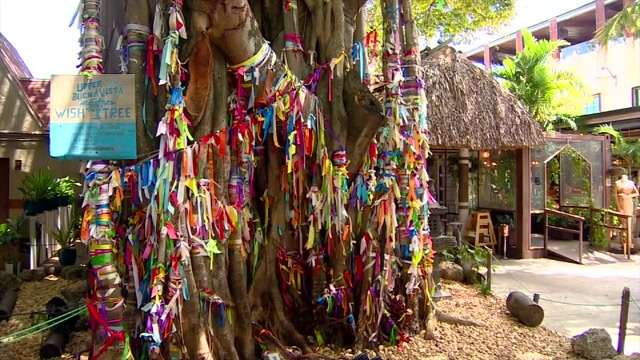 Shop sustainably and make a wish ahead of Earth Day at eco-friendly Upper Buena Vista - WSVN 7News | Miami News, Weather, Sports - Vimarsana News