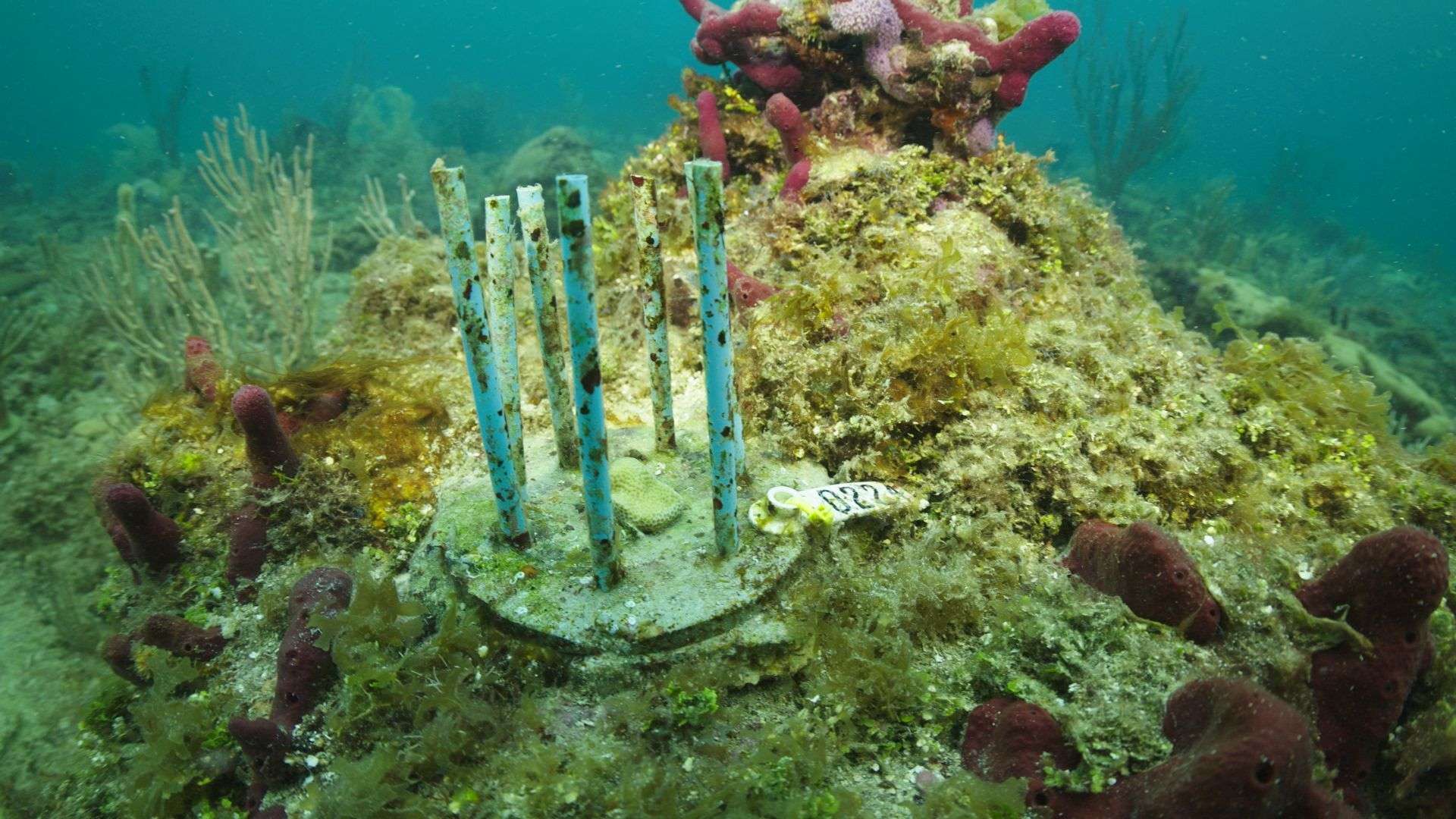 These biodegradable straws could prevent new coral from becoming expensive fish food - WSVN 7News | Miami News, Weather, Sports - Vimarsana News