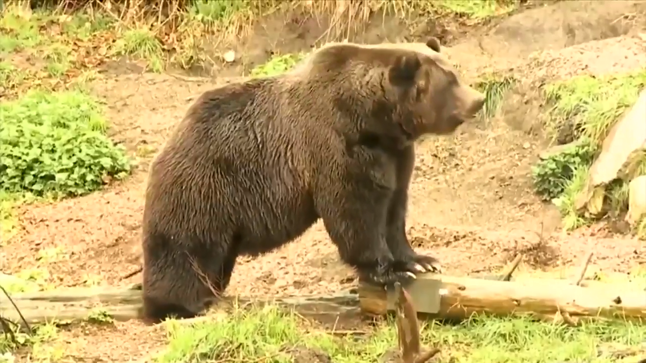 The federal government plans to restore grizzly bears to the North Cascades region of Washington - WSVN 7News | Miami News, Weather, Sports - Vimarsana News