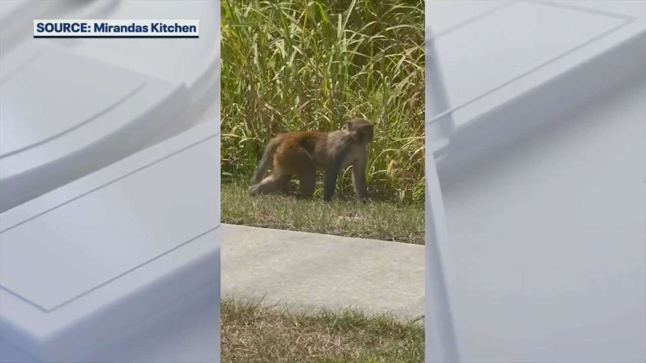 Monkey spotted roaming in Central Florida near Groveland high school - WSVN 7News | Miami News, Weather, Sports - Vimarsana News