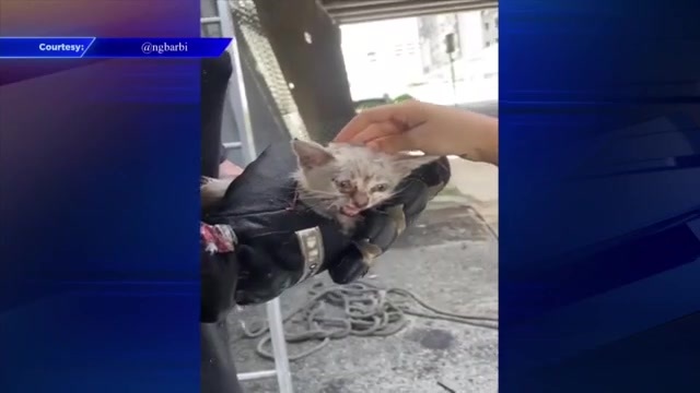 Miami firefighters rescue kitten trapped inside tube under I-95 – WSVN 7News | Miami News, Weather, Sports
