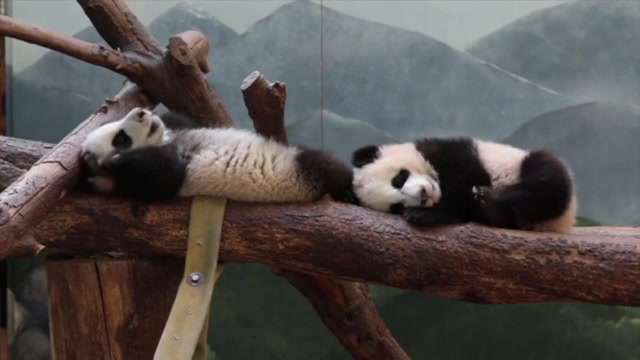 Zoo Atlanta's giant pandas will be sent to China later this year - WSVN 7News | Miami News, Weather, Sports - Vimarsana News